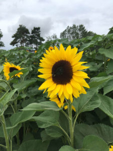 the tallest sunflower challenge