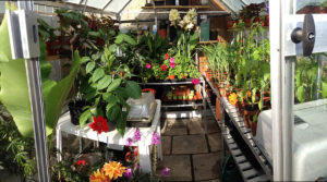a greenhouse full of plants