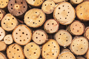 Logs with drilled holes for bee hotel