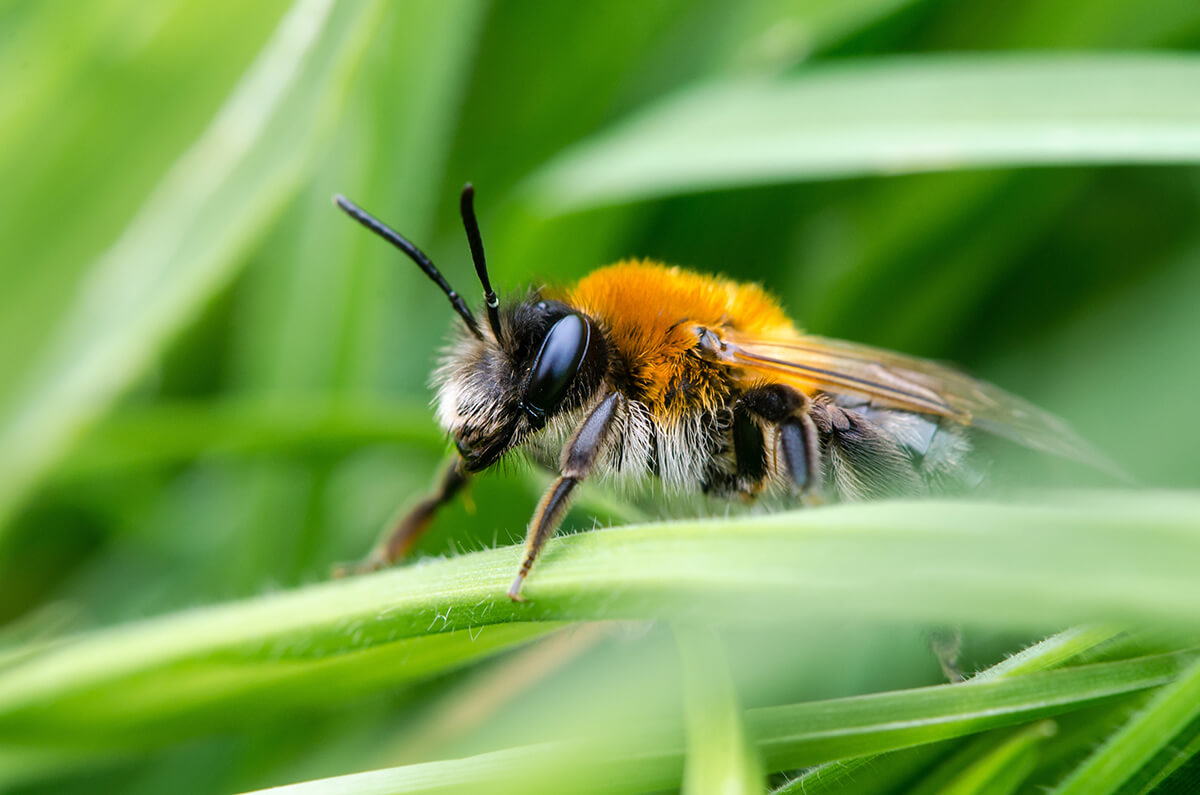 how-to-make-a-solitary-bee-hotel-stihl-blog