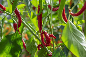 Close up Chilli plant