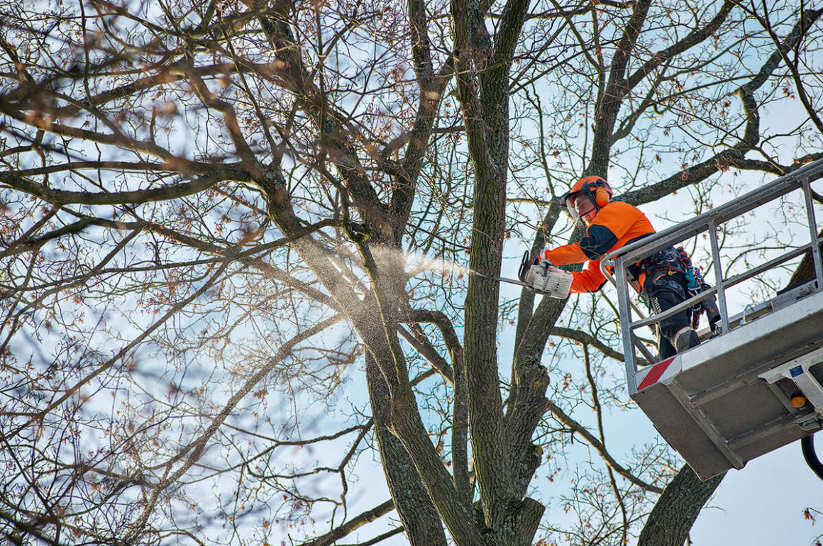 Arborist @ Work with MS201T