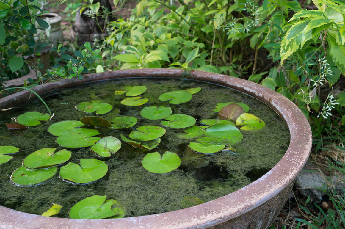 How To Make A Small Pond In Your Garden, How To Make A Small Garden Pond Uk