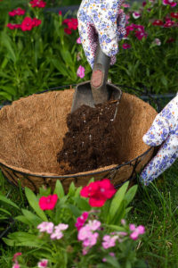 Planting a hanging basket using compost
