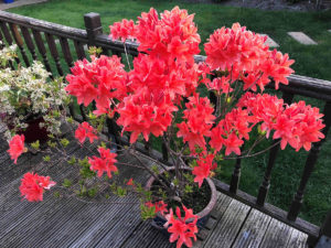 Rhododendrons In bloom