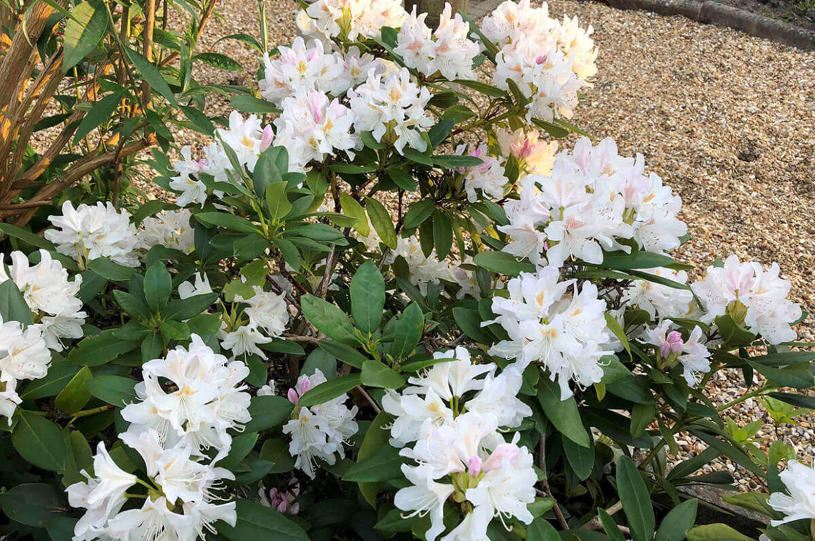 Rhododendrons