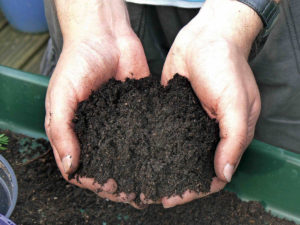 Soil In Hands