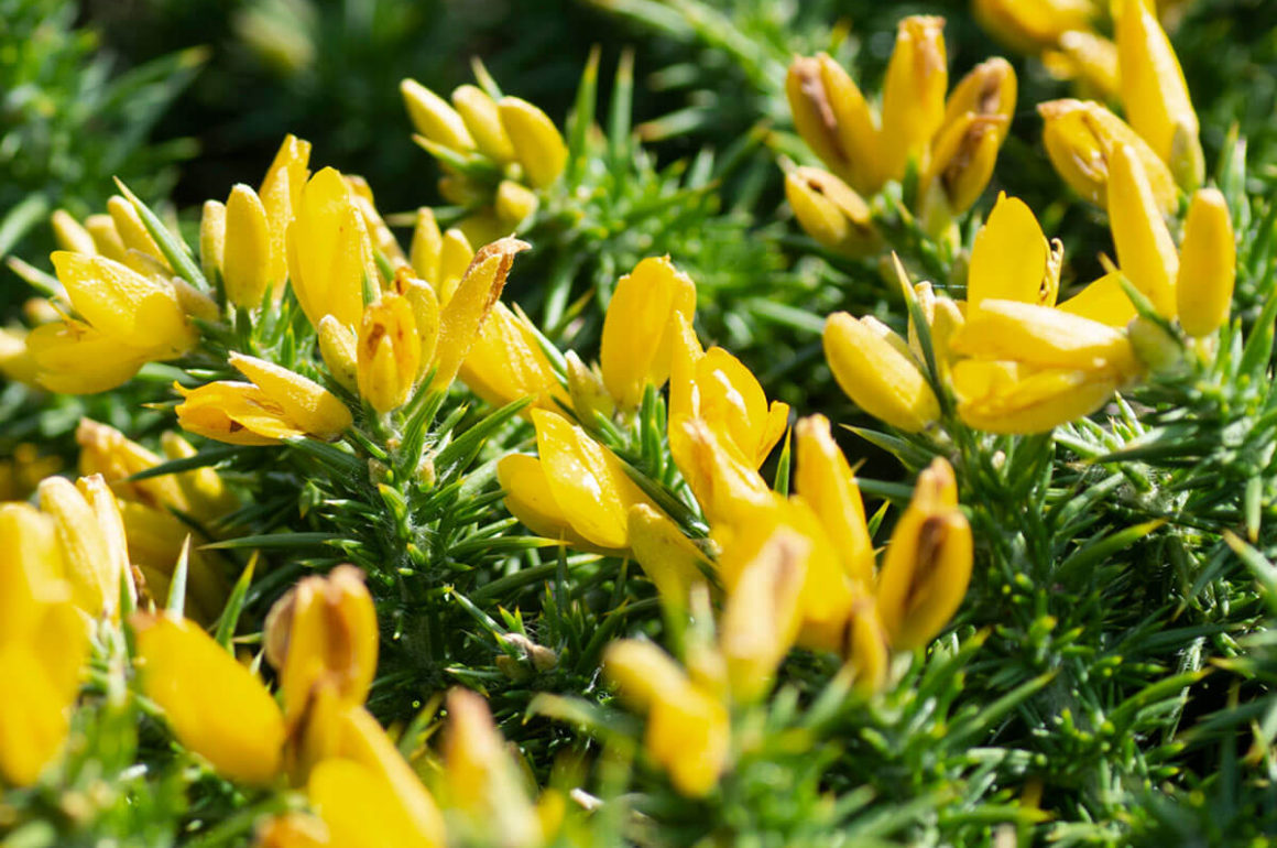 Gorse