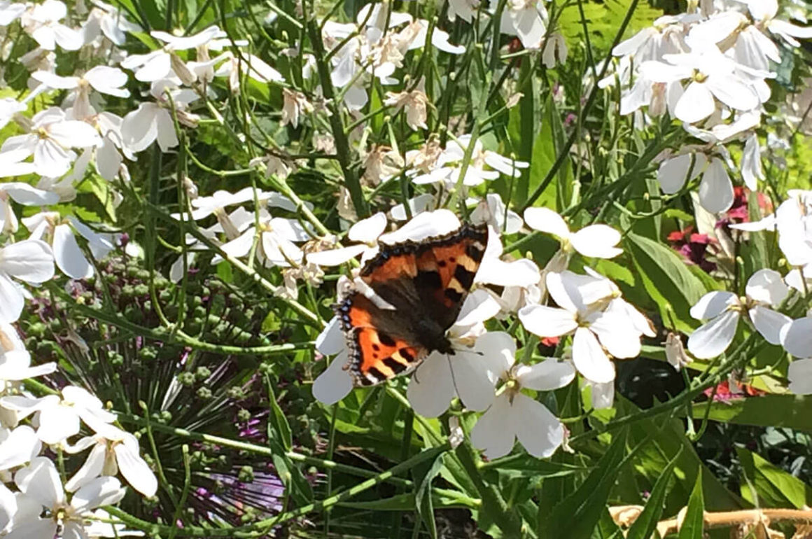 Tortoise Shell Buterrfly