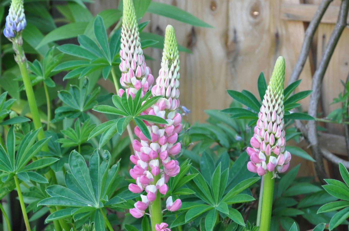 Lupin Plant