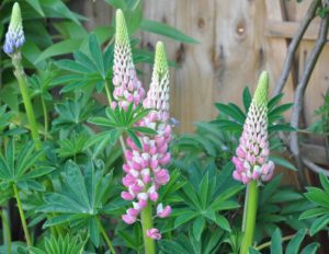 Lupin Plant