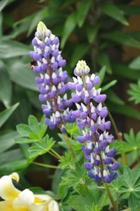 Purple Lupin Plant