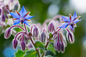 Borage Flowers For Ice Cubes