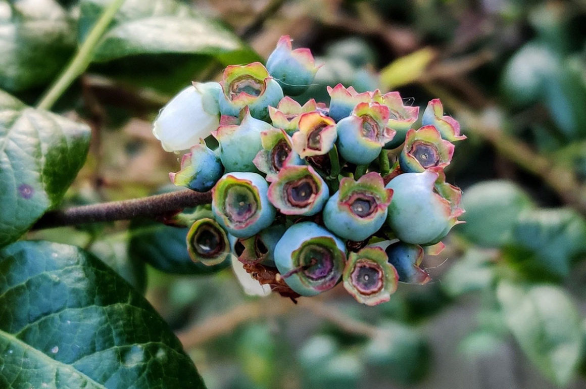 Blueberry Tree