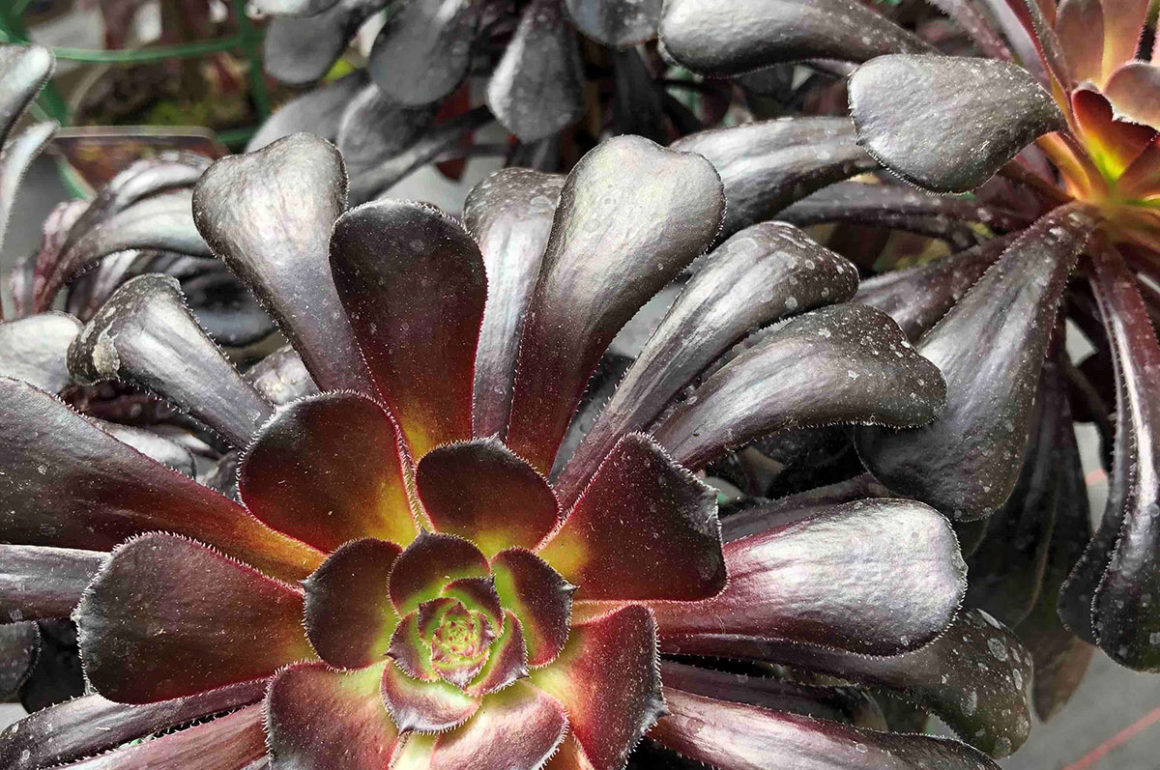 Aeonium Zwartkop flower