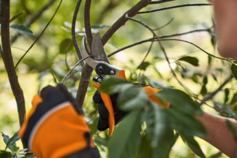 PG 10 secateurs in use