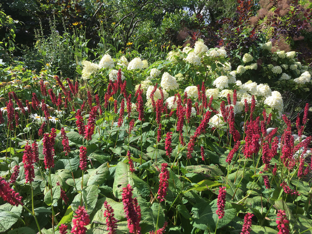 The Top Five Plants For Late Summer Colour STIHL Blog