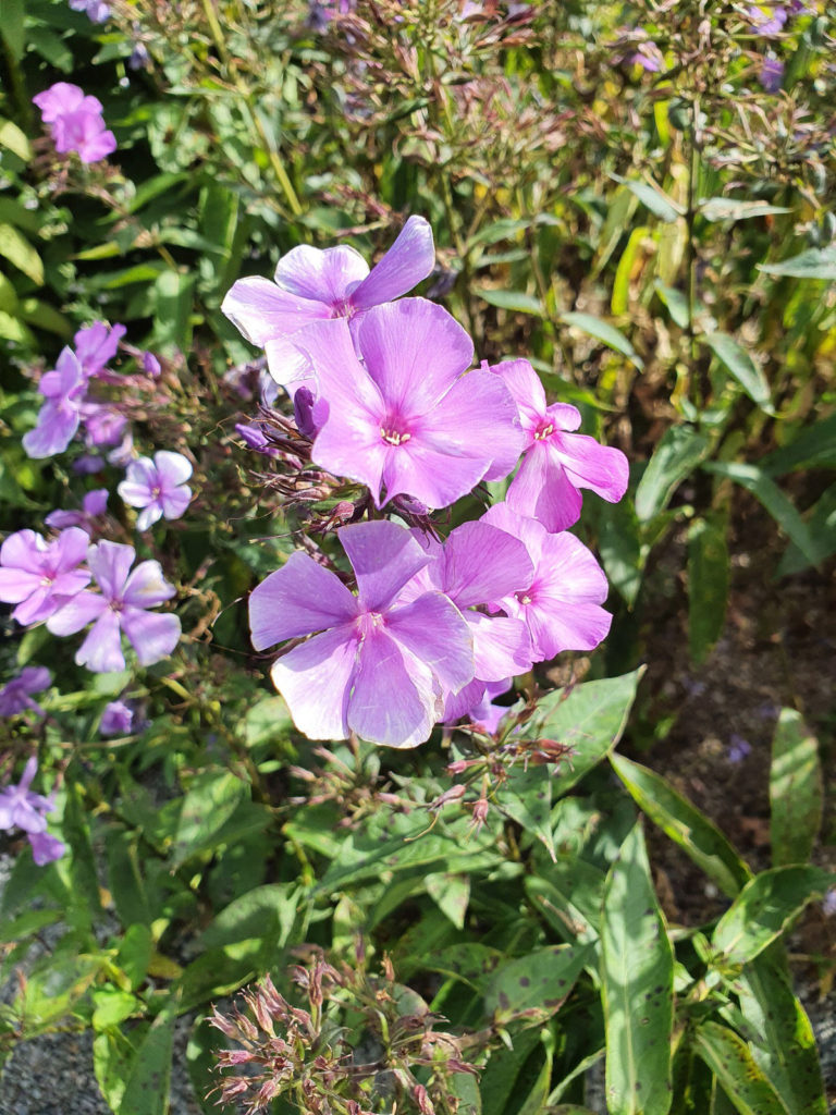 The Top Five Plants For Late Summer Colour STIHL Blog