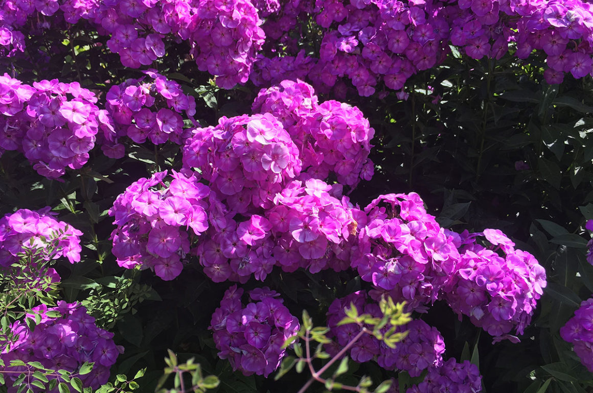 Phlox flower in bloom