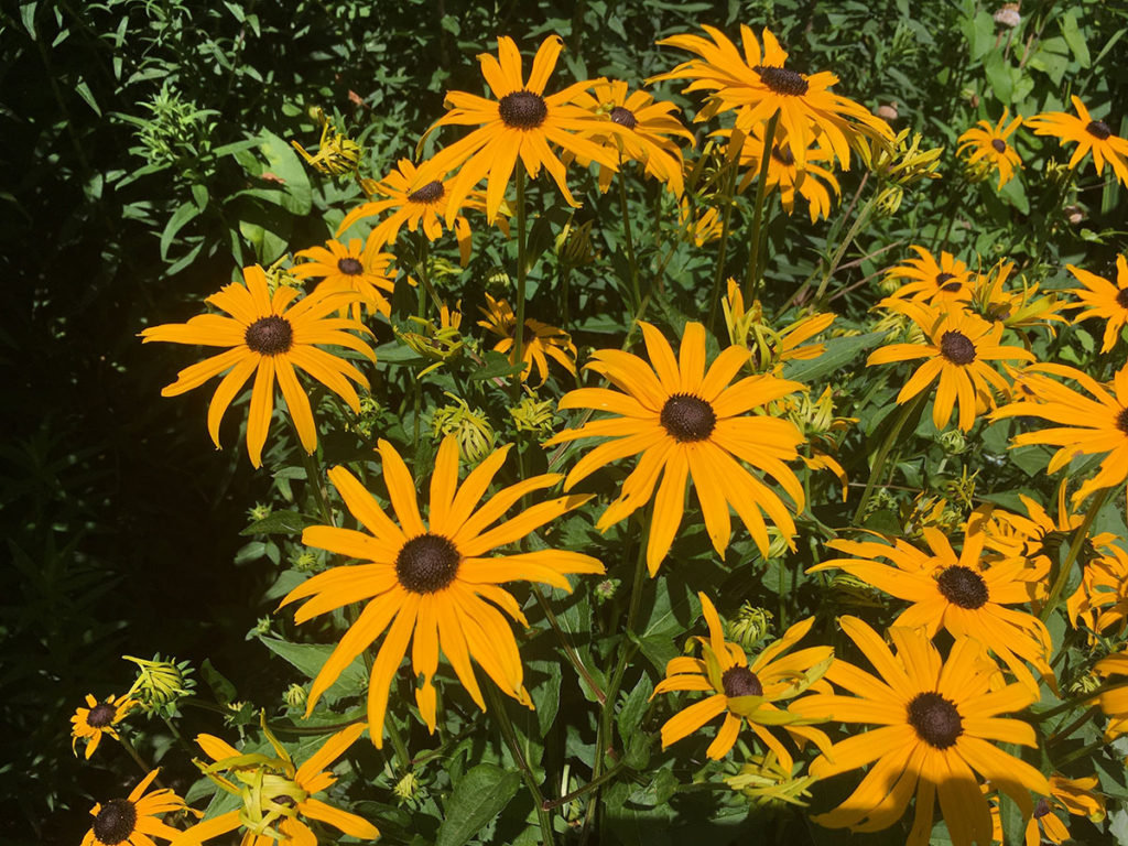 The Top Five Plants For Late Summer Colour STIHL Blog