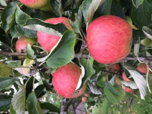 growing apples in your garden