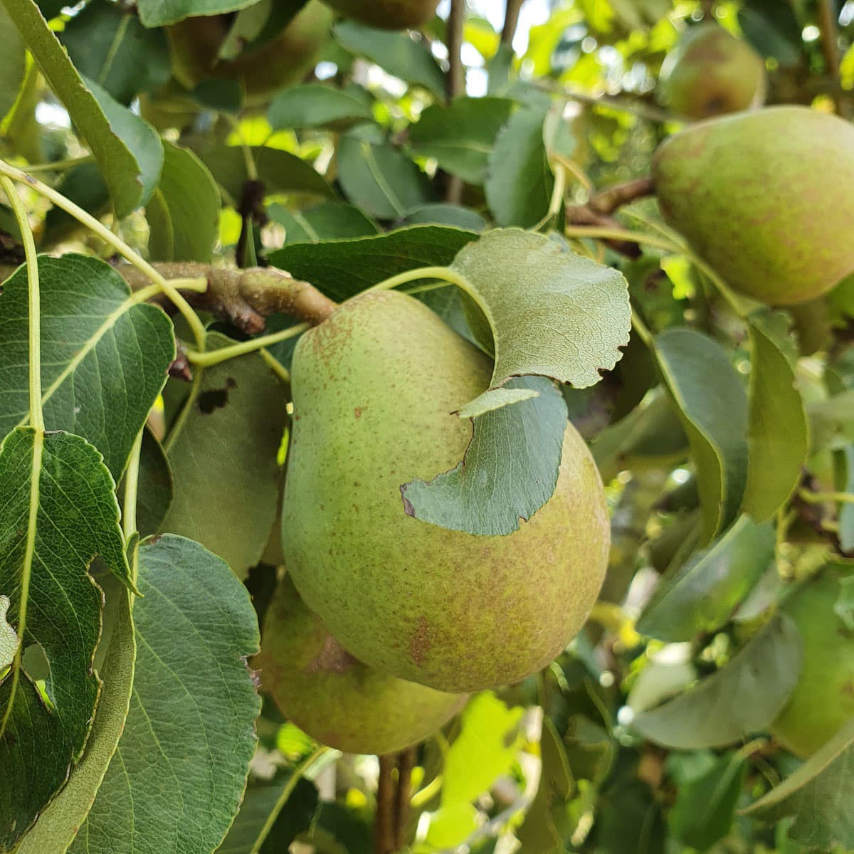 Five Uses For Leftover Apples And Pears STIHL Blog