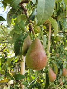 growing pears in your garden