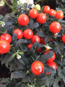 Growing Solanum pseudocapsicum