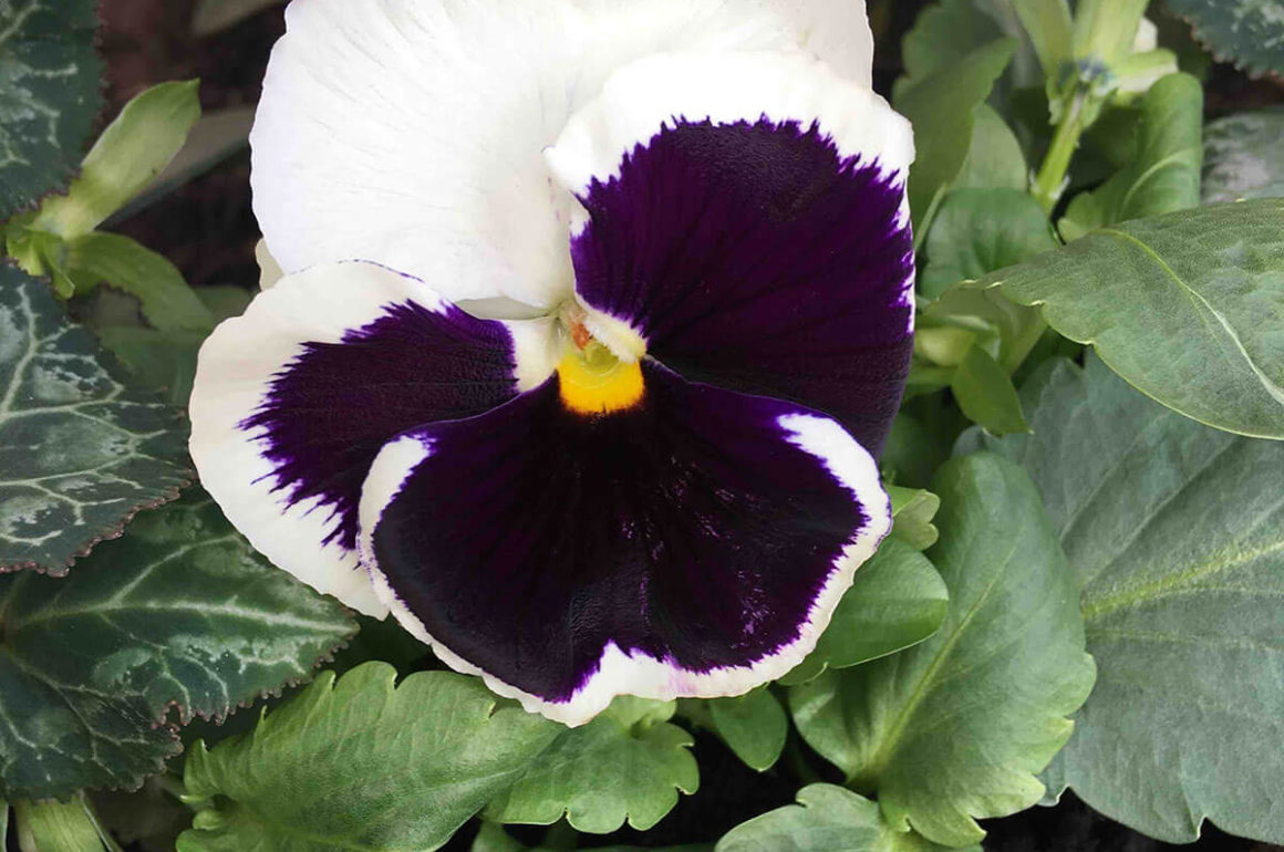 Growing Winter pansies in December