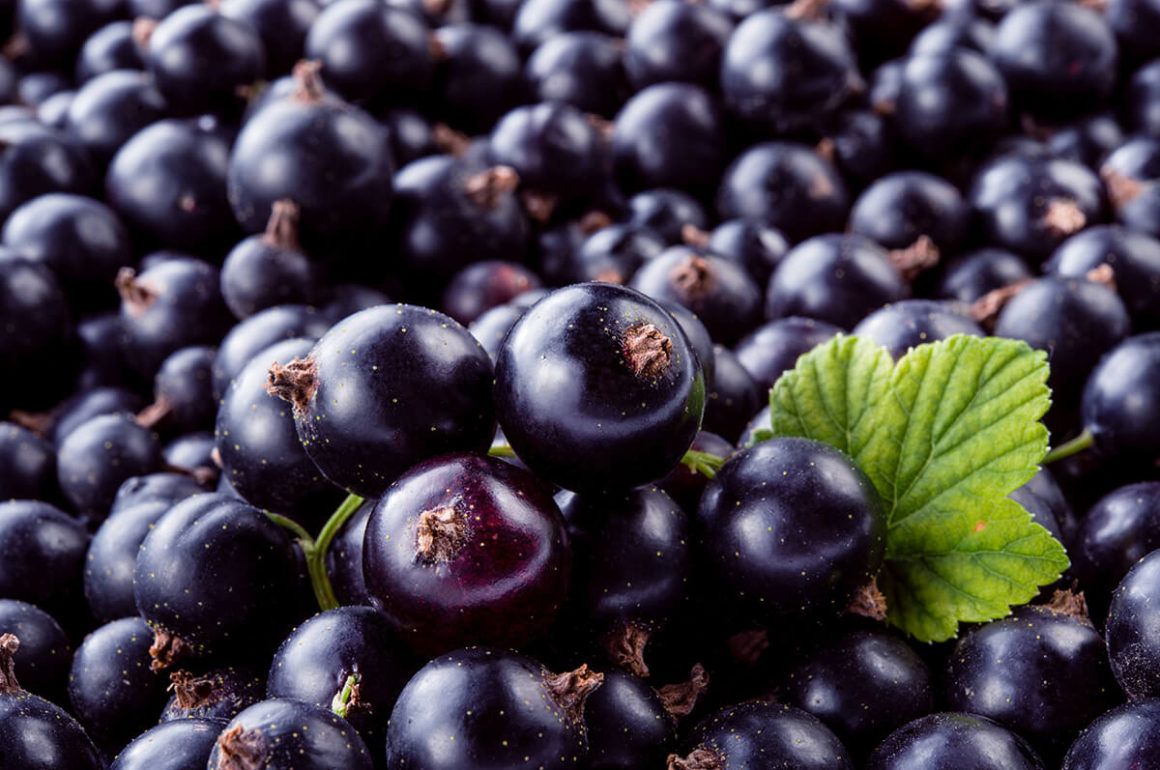 grow your own blackcurrants