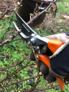 pruning your currant bush