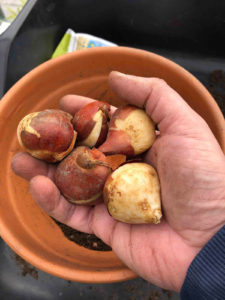 tulip bulbs can be planted in plant pots