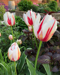 tulips in springtime