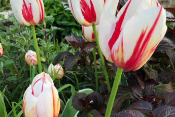 tulips in springtime
