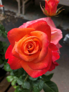 bare root rose