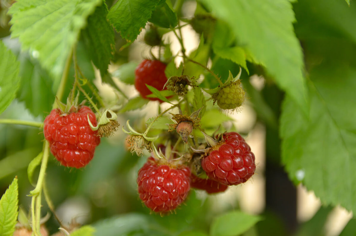 growing raspberries