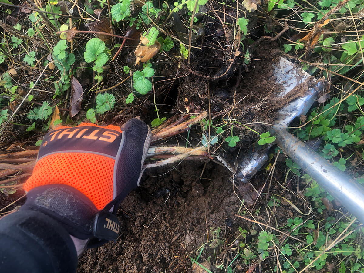 Planting Raspberry Canes STIHL Blog