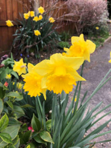 plant daffodil bulbs in your garden