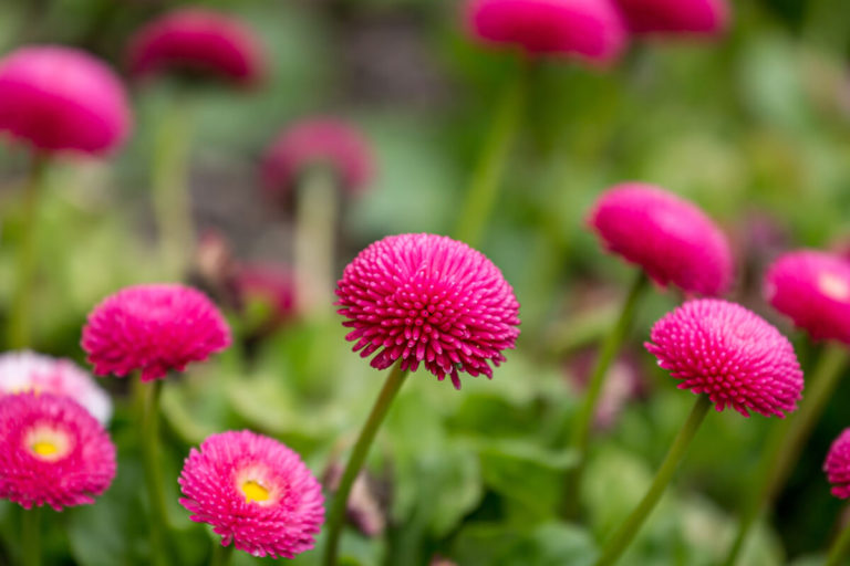 Top Ten Spring Bedding Plants STIHL Blog