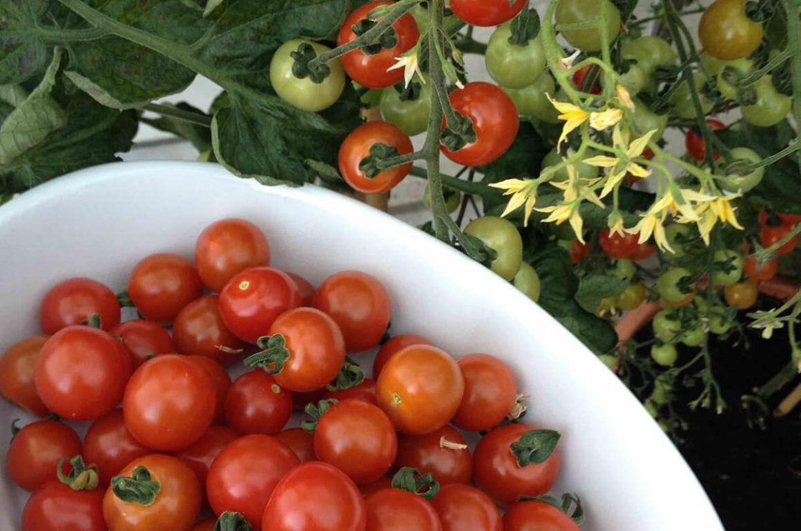 growing tomatoes