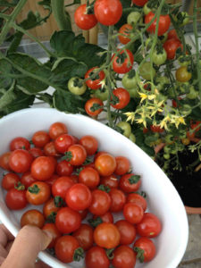 growing tomatoes in your garden 