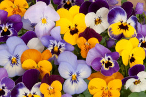 Plant pansies in your garden in spring
