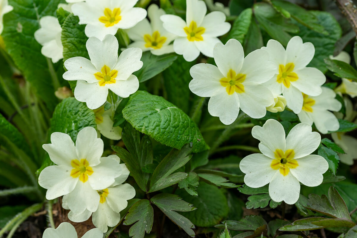 Top Ten Spring Bedding Plants | STIHL Blog