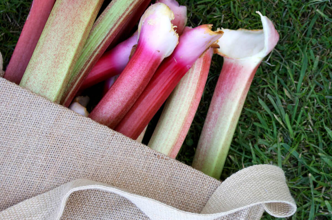 The Rhubarb Compendium: Rhubarb Species