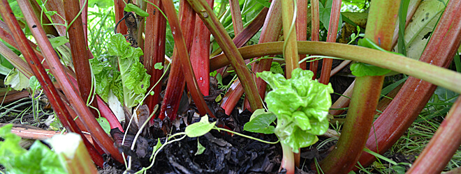 How to plant rhubarb