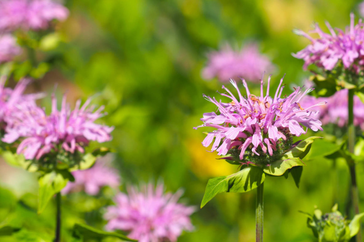 grow the bee palm plant for wild tea ingredients