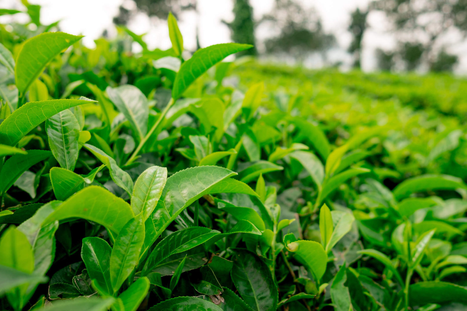 How To Grow Your Own Tea Plant | STIHL Blog