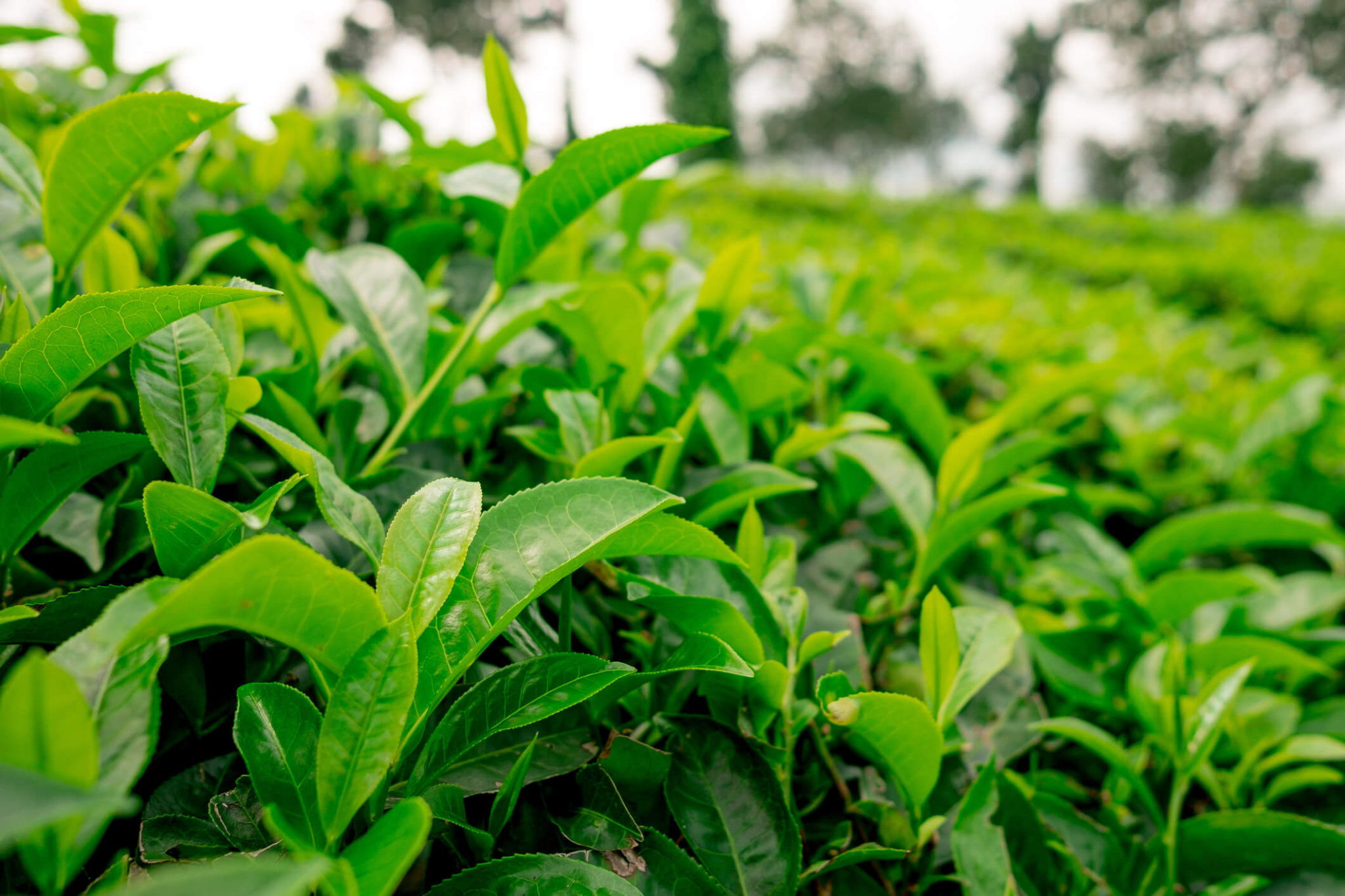 How To Grow Your Own Tea Plant STIHL Blog