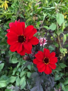 is it best to grow dahlias in pots or a garden border? 