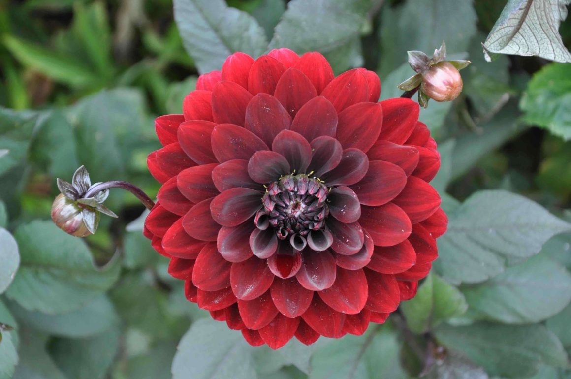 How To Grow Dazzling Dahlias | STIHL Blog